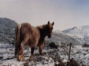 Caballo ceretano